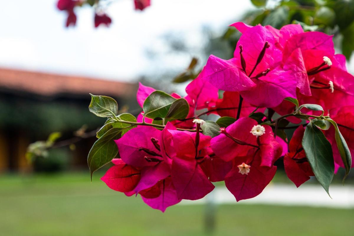 Fazenda Hotel Candeal Conceicao de Jacuipe Bagian luar foto