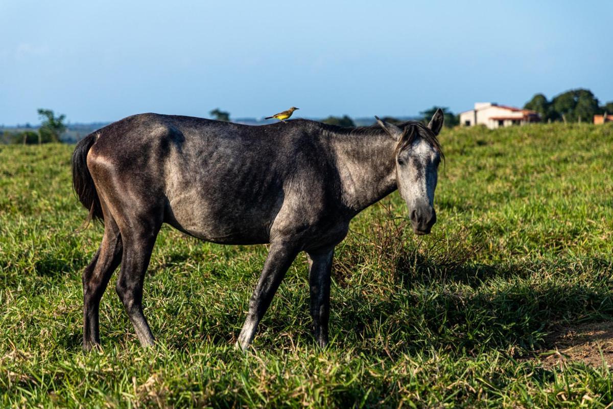 Fazenda Hotel Candeal Conceicao de Jacuipe Bagian luar foto