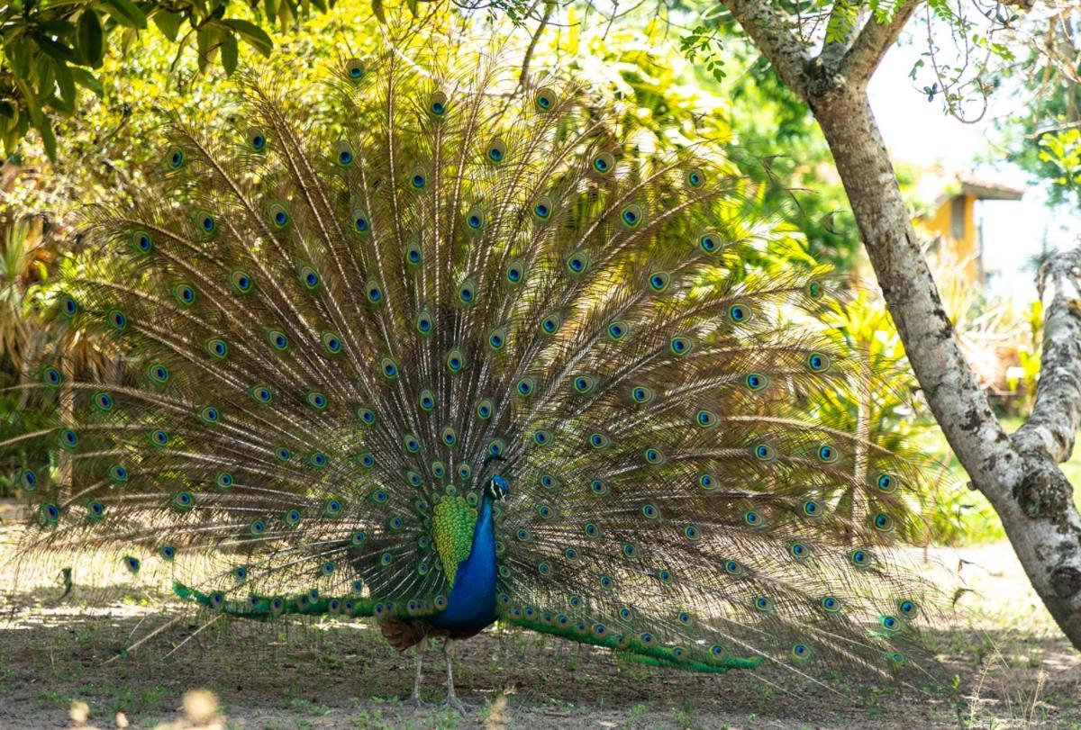 Fazenda Hotel Candeal Conceicao de Jacuipe Bagian luar foto