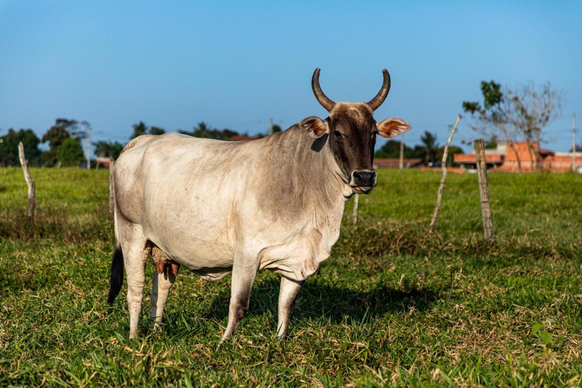 Fazenda Hotel Candeal Conceicao de Jacuipe Bagian luar foto